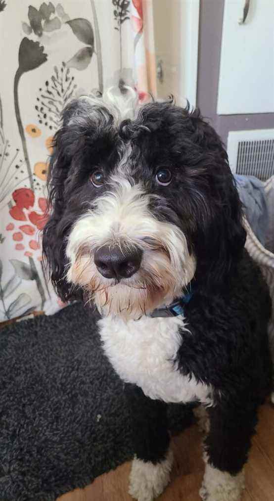 Maud le Bernedoodle