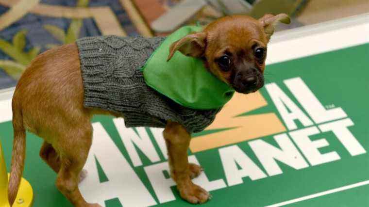 Voici ce que vous devez savoir sur le Puppy Bowl 2022