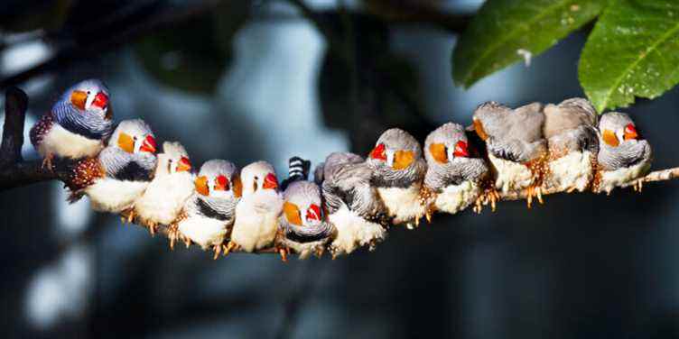 Les oiseaux ont-ils un langage ?  Cela dépend de la façon dont vous le définissez