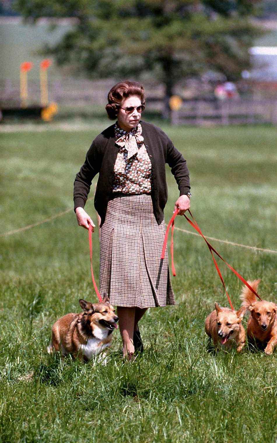 La reine a possédé de nombreux corgis pendant son règne - GETTY