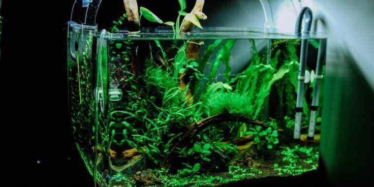 Créer un éclairage d’aquarium DIY avec Arduino