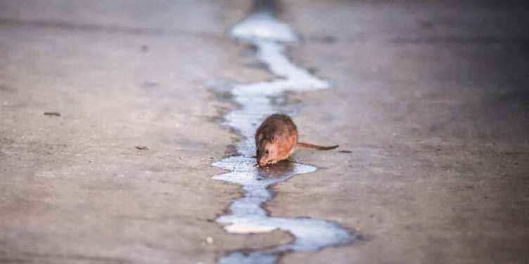 Le problème des rats à Washington, DC, est si grave que deux personnes ont attrapé l’hantavirus