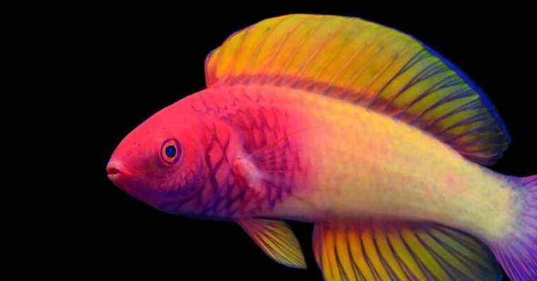 Le poisson féerique magnifique et nouveau dans la science est une «merveille multicolore»