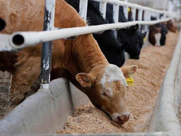 Rob Lipsett: Écoutons aussi les éleveurs de boeuf, pas seulement les critiques du boeuf