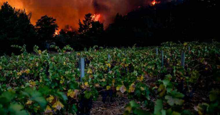 Le vin californien ruiné par les incendies de forêt conduit les chimistes à analyser les raisins pour détecter la fumée