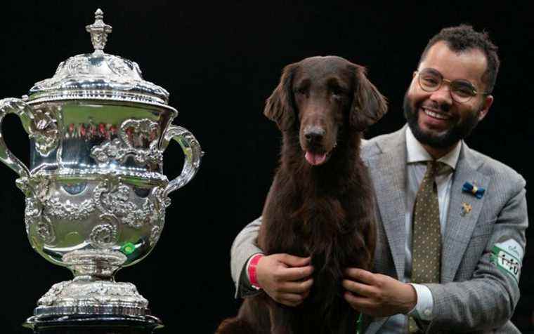 Les favoris de la reine hors du défilé de chiens de Crufts après avoir été «en chaleur»