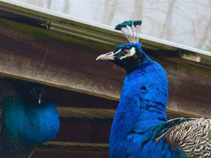 Peacock photographié avec le Samsung Galaxy S22 Ultra et l'application Expert RAW.