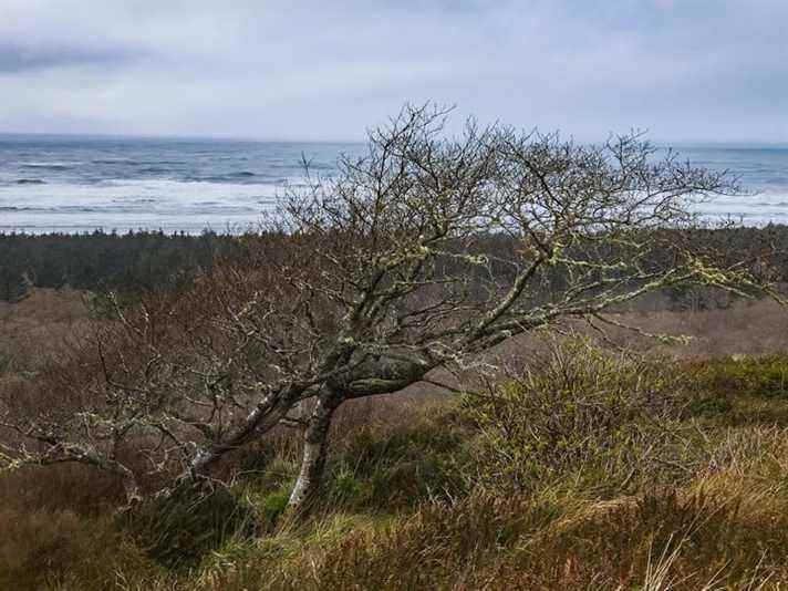 Paysage avec arbre soufflé par le vent et océan au loin, capturé avec l'application Expert RAW.