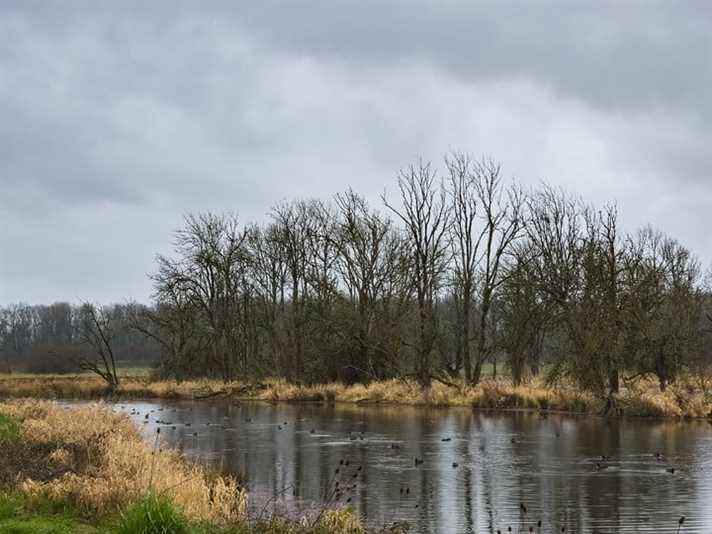 Troupeau de foulques macroules nageant dans un étang avec des arbres d'hiver en arrière-plan sous un ciel gris et nuageux, capturé avec l'application Expert RAW sur le S22 Ultra.