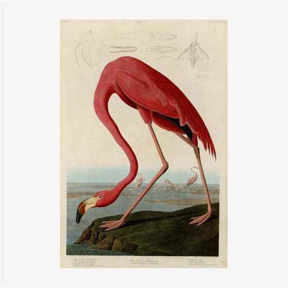 Berkin Arts John James Audubon Giclee American Flamingo Print