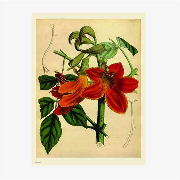 Affiche d'art botanique 30 x 40 cm d'histoire naturelle