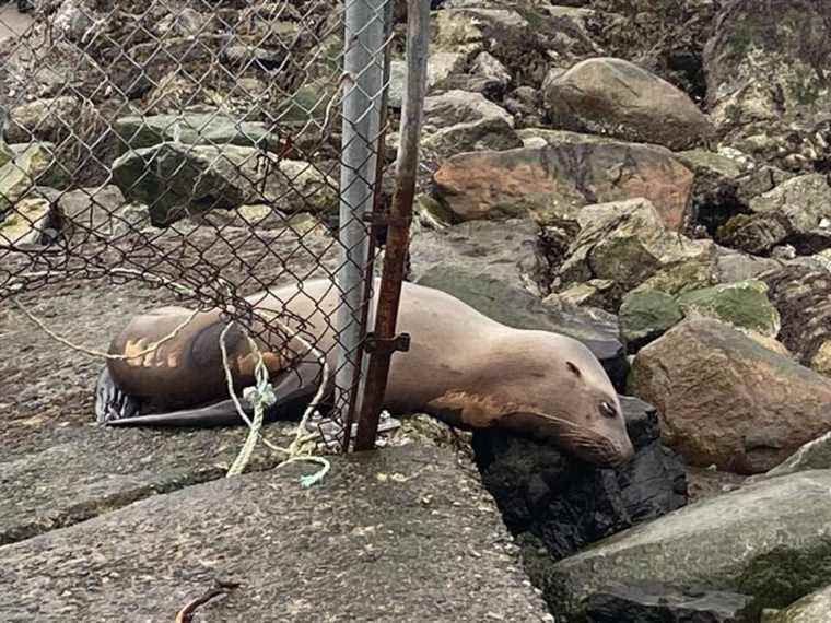 Un jeune lion de mer retrouvé abattu au visage sur la plage de Kits à Vancouver