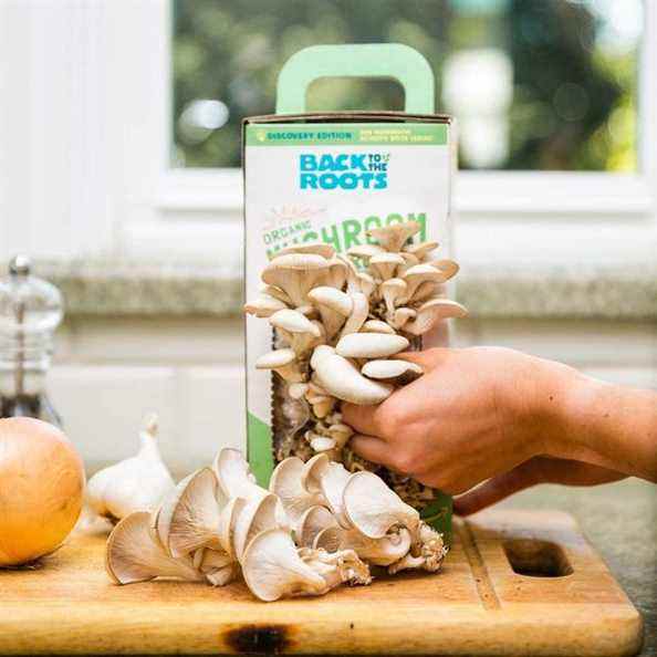 Retour au kit de culture de champignons biologiques Roots