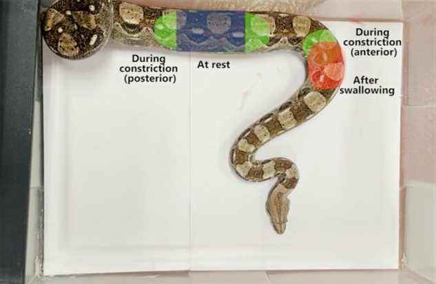 Les différentes régions de côtes qu'un boa constrictor utilise pour respirer pendant le repos, la constriction des proies et la digestion d'un repas.