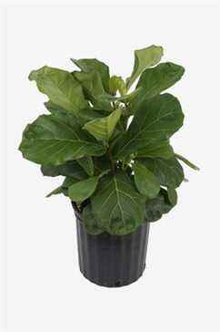 Costa Farms Ficus-Lyrata Fiddle-Leaf-Figuier