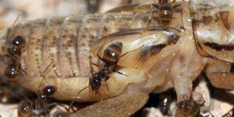 Les champignons déjouent les hordes de fourmis folles envahissantes, et c’est parfait pour le Texas