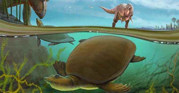 Cette ancienne tortue a survécu à l’événement d’extinction qui a tué le tyrannosaure