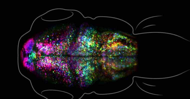 Des scientifiques observent une forme de mémoire dans un cerveau vivant