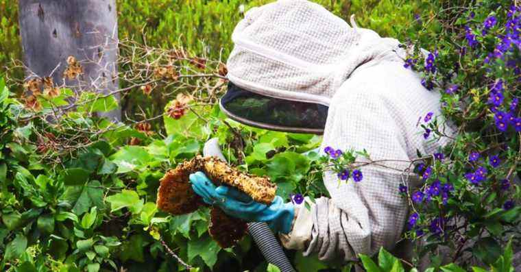 L’EPA peut étendre l’utilisation de pesticides qui paralysent les abeilles