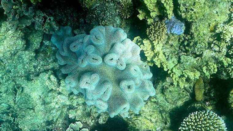 La Grande Barrière de Corail australienne subit un nouveau blanchiment de masse