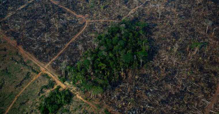 La forêt amazonienne approche d’un point de non-retour