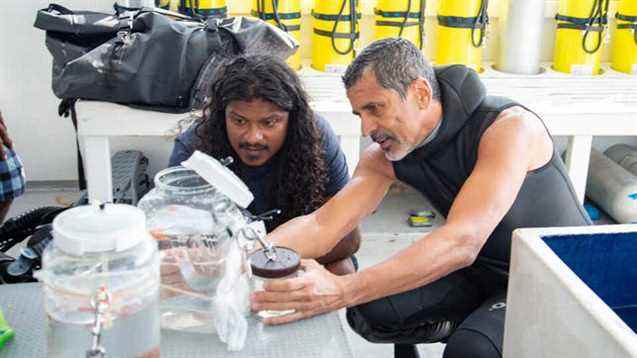 Ahmed Najeeb, biologiste à l'Institut de recherche marine des Maldives, et Luiz Rocha, conservateur de l'Académie d'ichtyologie, inspectent un spécimen de poisson aux Maldives.  Leurs expressions révèlent un grand intérêt pour le poisson.