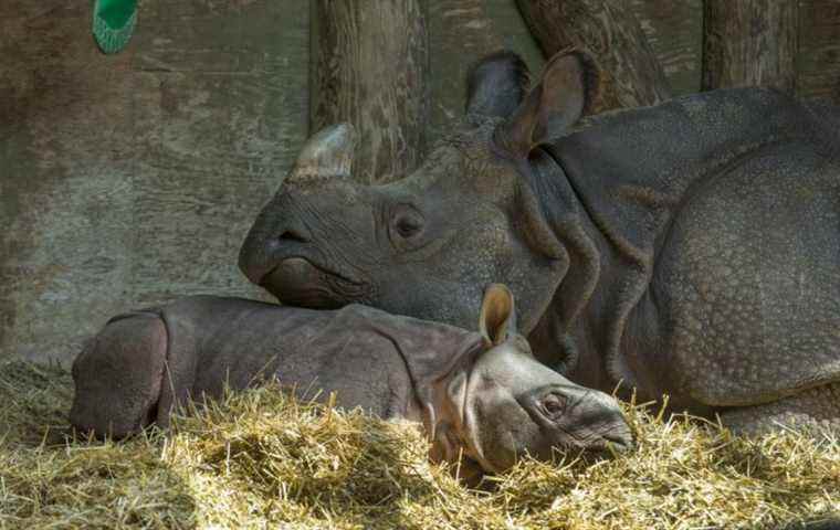 Le zoo de Toronto annonce la mort d’un grand rhinocéros unicorne femelle de 17 ans