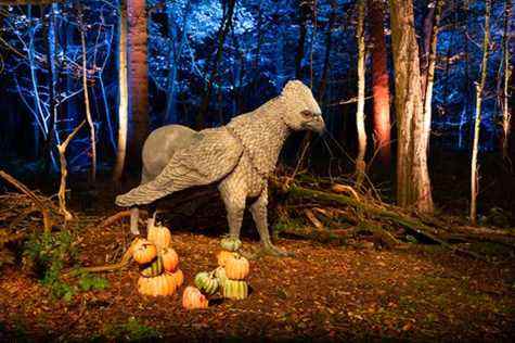 harry potter forêt interdite expérience hippogriffe debout à côté de citrouilles dans une forêt sombre avec des lumières bleues