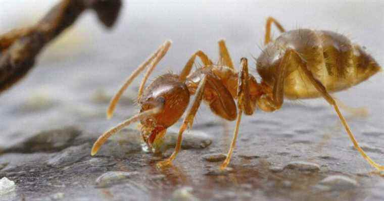 Les fourmis folles crachant de l’acide envahissant les États-Unis pourraient avoir rencontré leur match