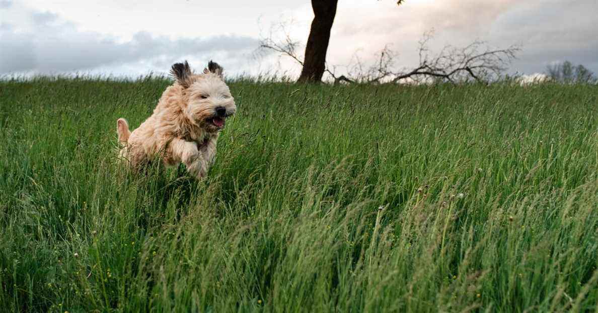 Les meilleurs traitements contre les tiques pour chiens
