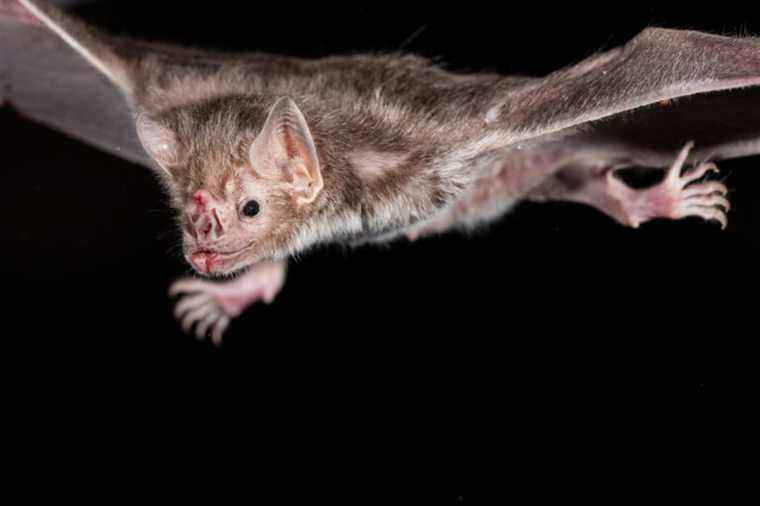 Les pertes de gènes permettent aux chauves-souris vampires de vivre uniquement d’un régime sanguin