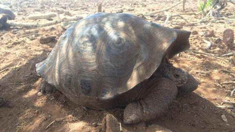 Les tortues géantes des Galápagos ne sont pas ce qu’elles semblent être