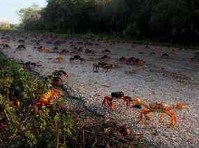 Des crabes migrateurs défilent de la forêt de l'autre côté de la route jusqu'à la baie pour frayer dans la mer autour de la Baie des Cochons, à Playa Larga, Cuba, le 24 mars 2022. (REUTERS/Stringer)