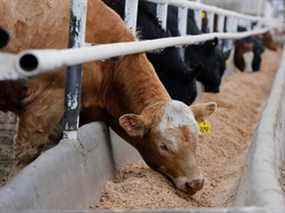 Bovins de boucherie au parc d'engraissement de Kasko Cattle à Coaldale, en Alberta.