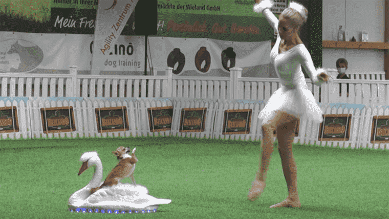 S’il vous plaît profiter de la majesté gracieuse d’un chihuahua dansant sur Swan Lake