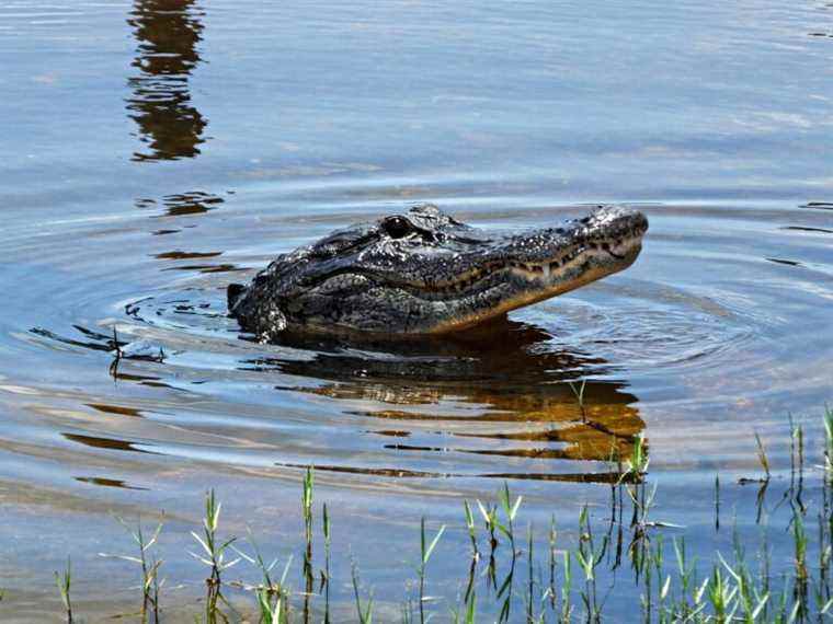 Un conducteur de Floride tué après avoir percuté un énorme alligator: Police