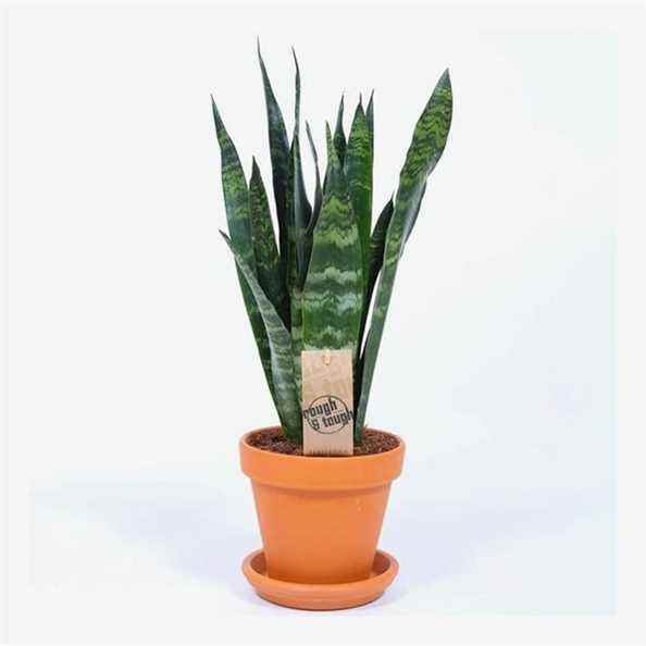 Sansevieria en pot (plante de serpent)