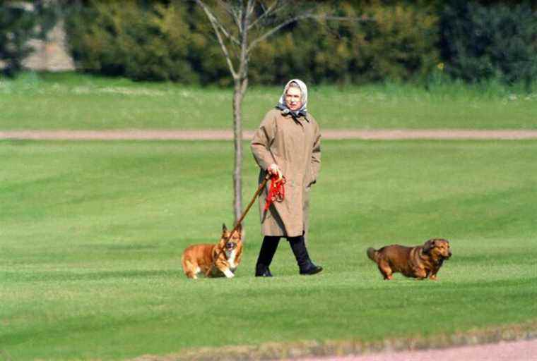 Les corgis de la reine avaient une équipe pour planifier leur menu quotidien, déclare l’ancien chef royal