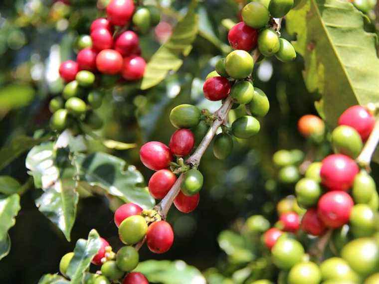 Pourquoi même le café autogame a besoin des oiseaux et des abeilles pour de meilleurs grains