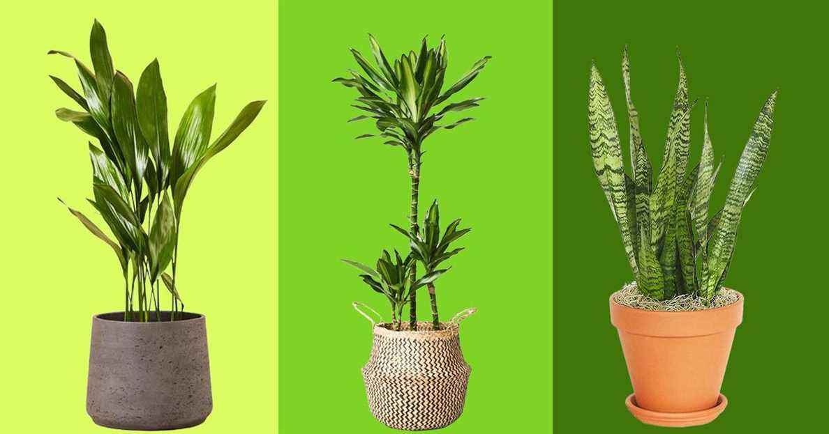 Les 7 meilleures plantes pour balcons et patios
