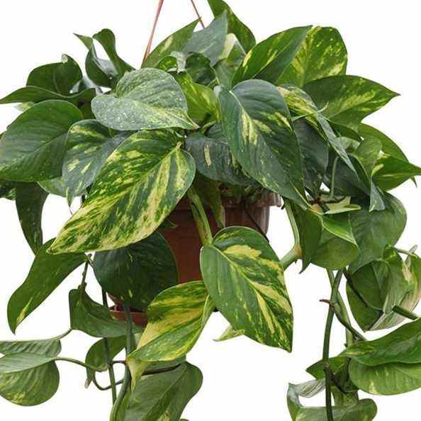 Plante suspendue Pothos (lierre du diable)