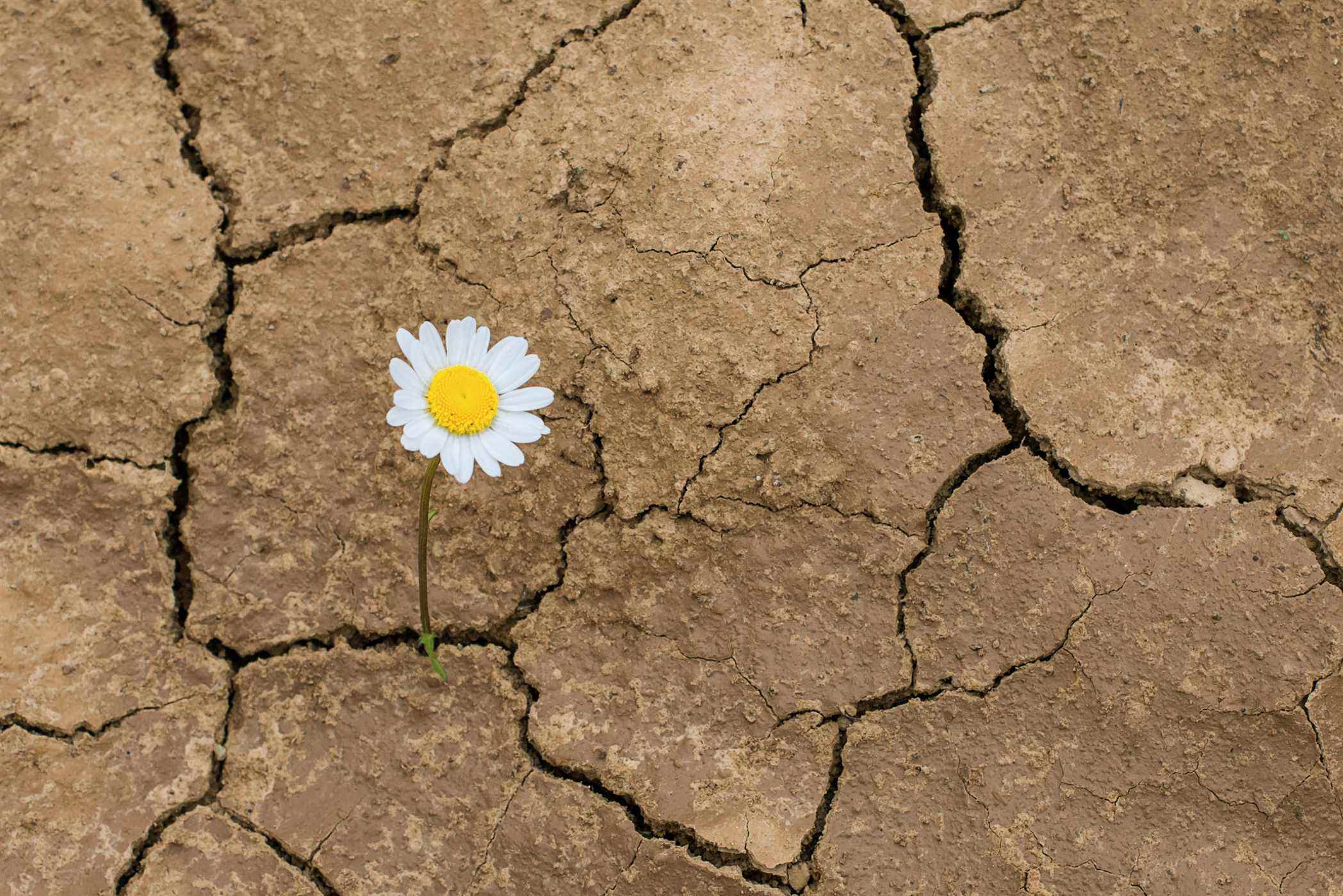 fleur de marguerite dans le désert