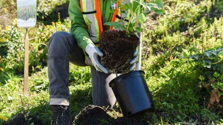 Alexa lance la compétence Grow a Tree pour le Jour de la Terre