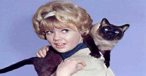 Hayley Mills et ce foutu chat de That Darn Cat.