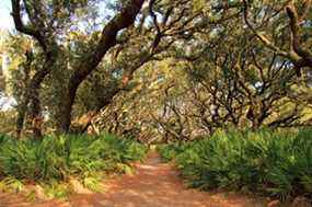 Cumberland Island National Seashore, situé en Géorgie, est célèbre pour ses vastes plages, son vaste réseau de sentiers, ainsi que pour sa population résidente de chevaux sauvages et d'autres animaux sauvages.  GETTY IMAGES