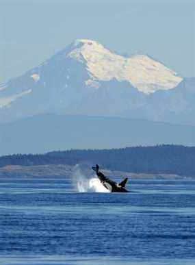 Un épaulard fait irruption au large de la côte ouest de l'île de San Juan, dans l'État de Washington, avec le mont Baker en toile de fond.  GETTY IMAGES