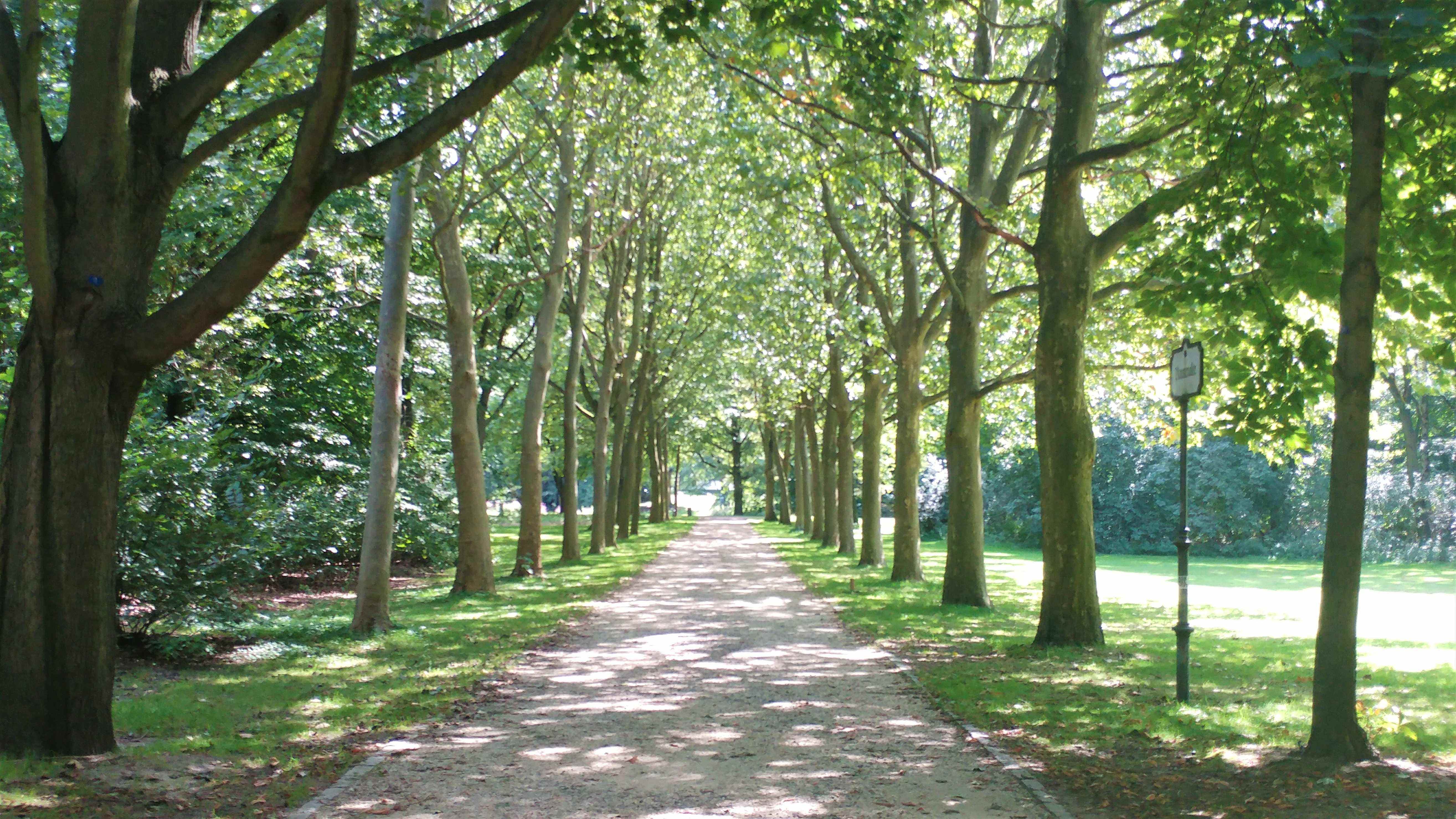 Chemin bordé d'arbres au soleil