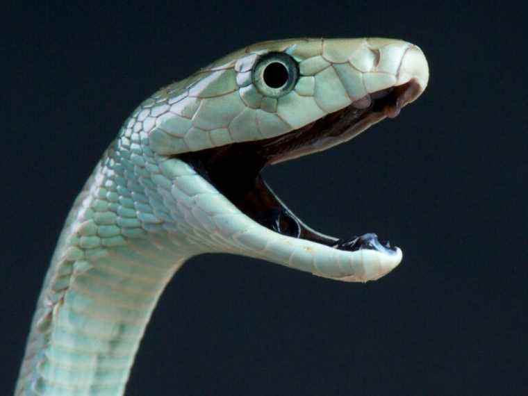 Une « envenimation » tue un homme avec 124 serpents de compagnie chez lui