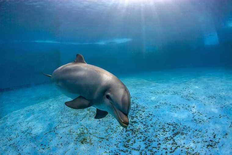 Les visiteurs de la plage pourraient accélérer la mort d’un dauphin échoué en essayant de le chevaucher