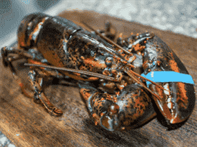 En 2021, la valeur des exportations canadiennes de homard a atteint 3,2 milliards de dollars, soit plus de 700 millions de dollars de plus qu'avant la pandémie.